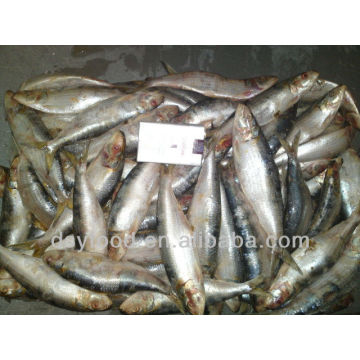 Frozen Sardine for bait